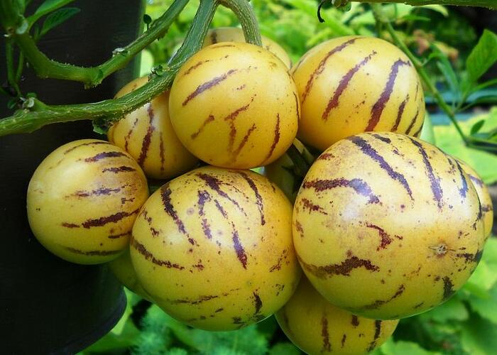 Pepíno 'Pepíno Gold' - Solanum muricatum 'Pepíno Gold'