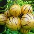 pepino-pepino-gold.jpg