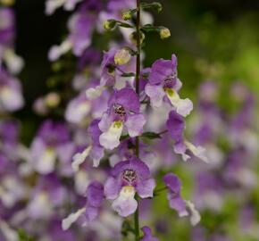 Angelonie úzkolistá 'Adessa Blue Bicolor' - Angelonia angustifolia 'Adessa Blue Bicolor'