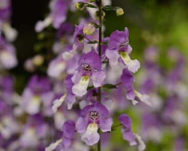 Angelonie úzkolistá 'Adessa Blue Bicolor'