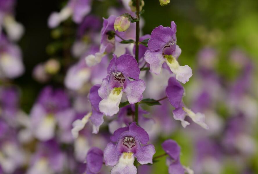 Angelonie úzkolistá 'Adessa Blue Bicolor' - Angelonia angustifolia 'Adessa Blue Bicolor'
