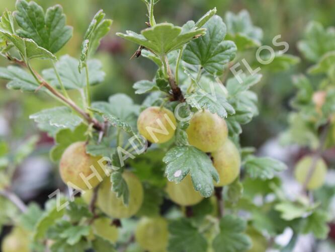 Angrešt zelený 'Hinnonmaki Grün' - Grossularia uva-crispa 'Hinnonmaki Grün'