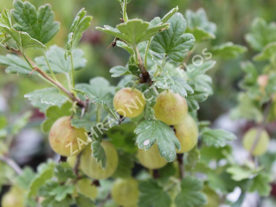 Angrešt zelený 'Hinnonmaki Grün' - Grossularia uva-crispa 'Hinnonmaki Grün'