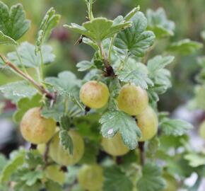 Angrešt zelený 'Hinnonmaki Grün' - Grossularia uva-crispa 'Hinnonmaki Grün'