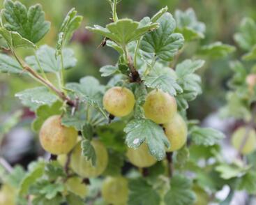 Angrešt zelený 'Hinnonmaki Grün'