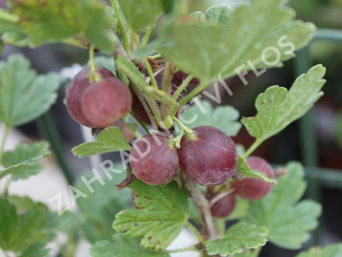 Angrešt červený 'Hinnonmaki Red' - Grossularia uva-crispa 'Hinnonmaki Red'