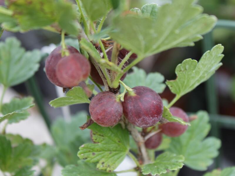 Angrest Hinnonmaki Red (Angrestu Hinnonmaki, Angrest Hinnonmaki) Angrest Hinnonmaki Red