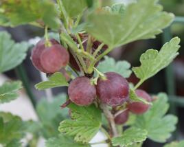 Angrešt červený 'Hinnonmaki Red'