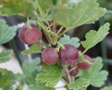 Angrešt červený 'Hinnonmaki Red'