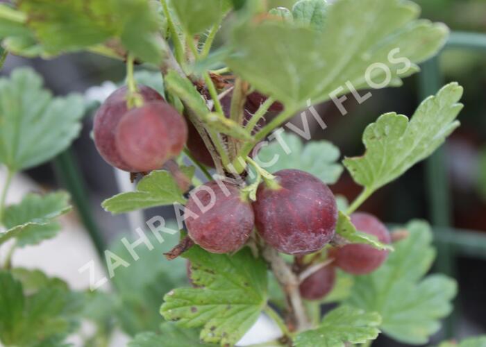 Angrešt červený 'Hinnonmaki Red' - Grossularia uva crispa 'Hinnonmaki Red'