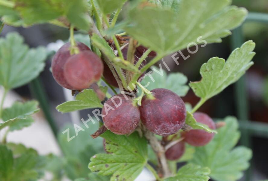 Angrešt červený 'Hinnonmaki Red' - Grossularia uva-crispa 'Hinnonmaki Red'