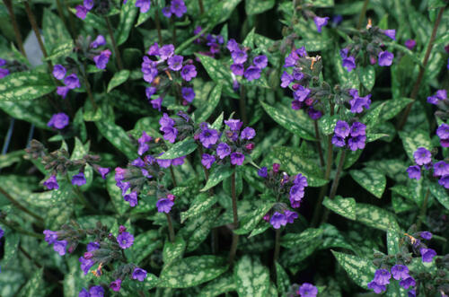 Plicník - Pulmonaria longifolia cevennensis