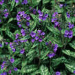 Plicník - Pulmonaria longifolia cevennensis
