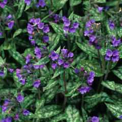 Plicník - Pulmonaria longifolia cevennensis