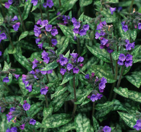 Plicník - Pulmonaria longifolia cevennensis