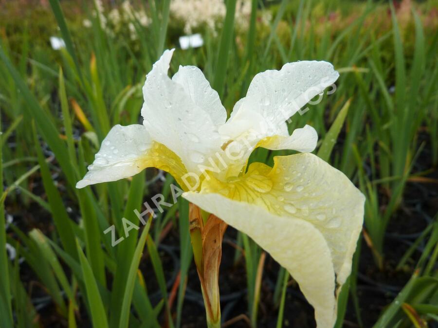 Kosatec sibiřský 'White Swirl' - Iris sibirica 'White Swirl'