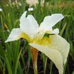 Kosatec sibiřský 'White Swirl' - Iris sibirica 'White Swirl'