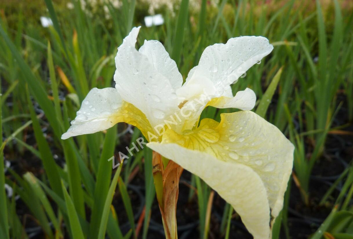 Kosatec sibiřský 'White Swirl' - Iris sibirica 'White Swirl'