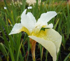 Kosatec sibiřský 'White Swirl' - Iris sibirica 'White Swirl'