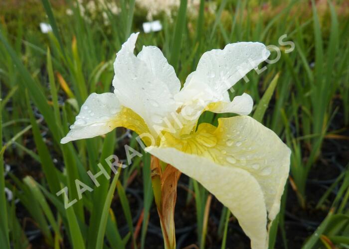 Kosatec sibiřský 'White Swirl' - Iris sibirica 'White Swirl'