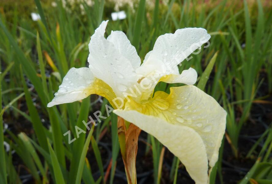 Kosatec sibiřský 'White Swirl' - Iris sibirica 'White Swirl'