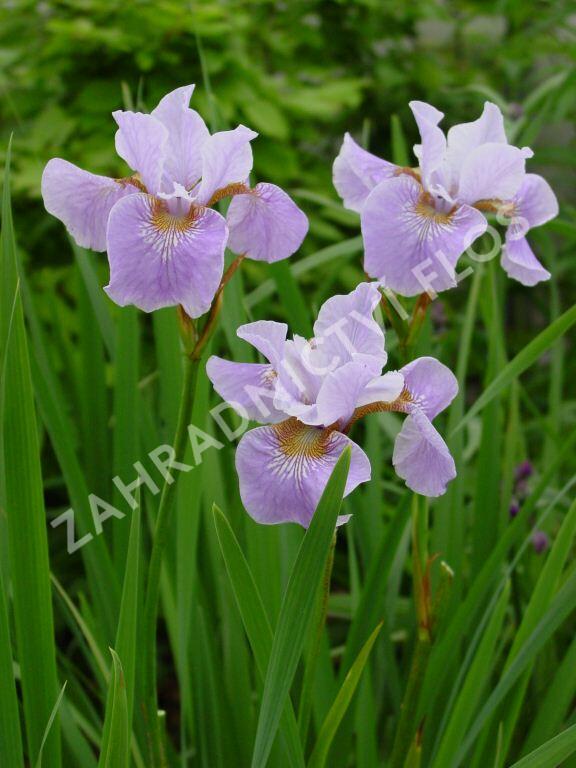 Kosatec sibiřský 'Lavender Bounty' - Iris sibirica 'Lavender Bounty'