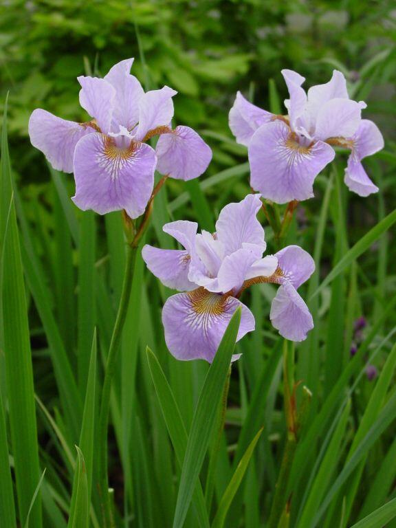 Kosatec sibiřský 'Lavender Bounty' - Iris sibirica 'Lavender Bounty'
