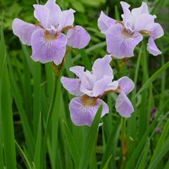 Kosatec sibiřský 'Lavender Bounty' - Iris sibirica 'Lavender Bounty'