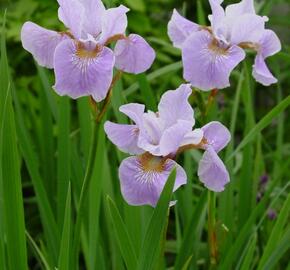 Kosatec sibiřský 'Lavender Bounty' - Iris sibirica 'Lavender Bounty'