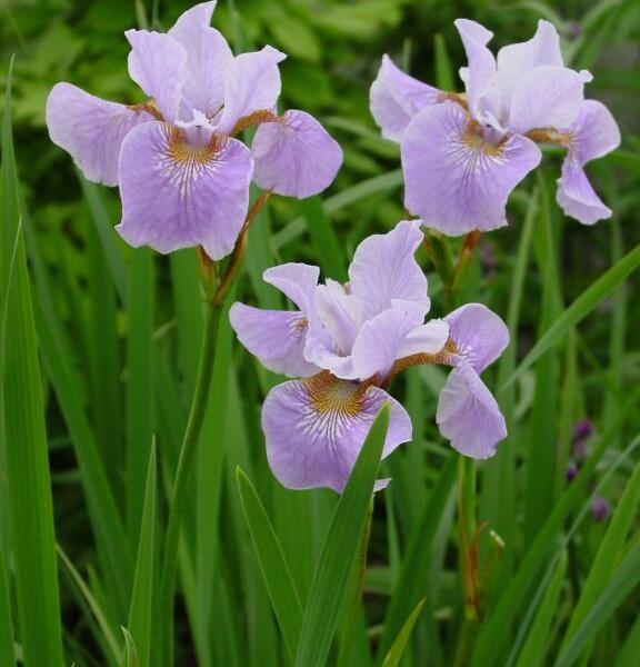 Kosatec sibiřský 'Lavender Bounty' - Iris sibirica 'Lavender Bounty'