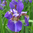 Kosatec sibiřský 'Blue King' - Iris sibirica 'Blue King'