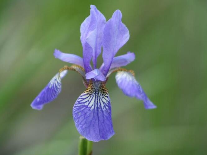 Kosatec sibiřský 'Blue King' - Iris sibirica 'Blue King'