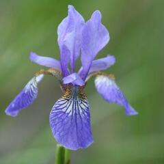 Kosatec sibiřský 'Blue King' - Iris sibirica 'Blue King'