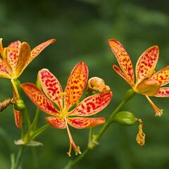 Angínovník čínský 'Freckle Face' - Belamcanda chinensis 'Freckle Face'