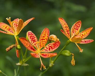 Angínovník čínský 'Freckle Face'