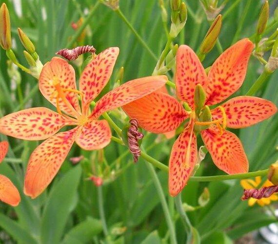 Angínovník čínský 'Freckle Face' - Belamcanda chinensis 'Freckle Face'