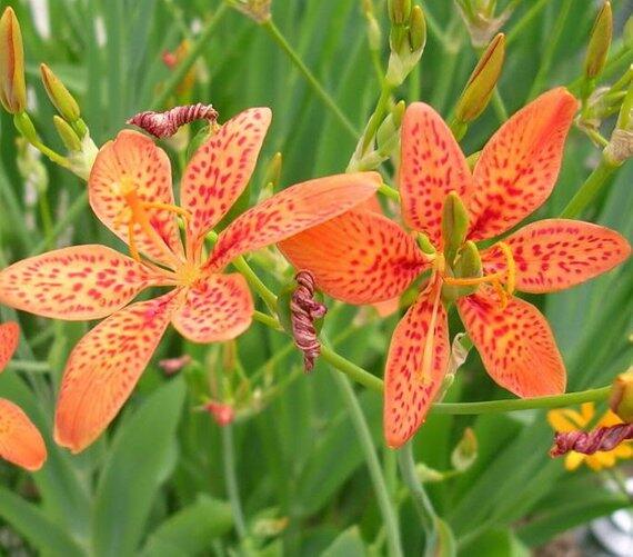 Angínovník čínský 'Freckle Face' - Belamcanda chinensis 'Freckle Face'