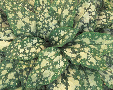 Plicník skvrnitý 'Apple Frost'