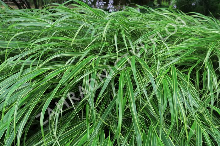 Rákosník japonský - Hakonechloa macra