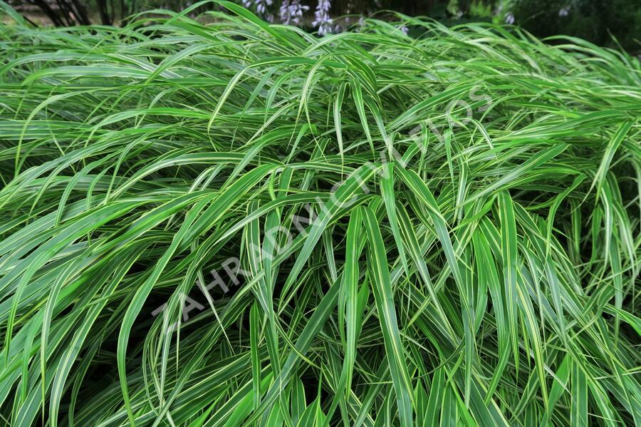 Rákosník japonský - Hakonechloa macra