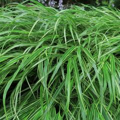 Rákosník japonský - Hakonechloa macra