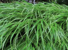 Rákosník japonský - Hakonechloa macra