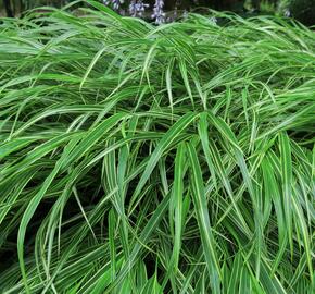 Rákosník japonský - Hakonechloa macra