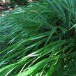 Rákosník japonský - Hakonechloa macra