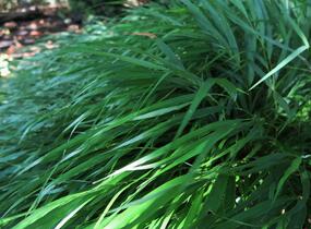 Rákosník japonský - Hakonechloa macra