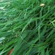 Rákosník japonský - Hakonechloa macra