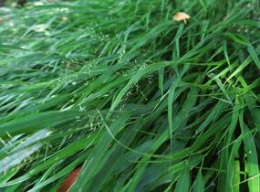 Rákosník japonský - Hakonechloa macra