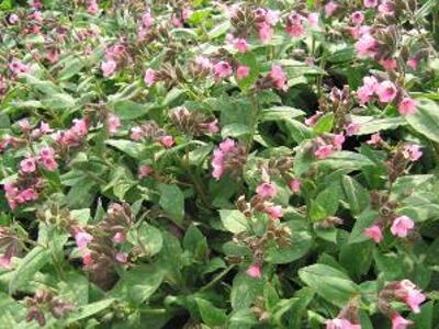 Plicník lékařský 'Pink Dawn' - Pulmonaria officinalis 'Pink Dawn'