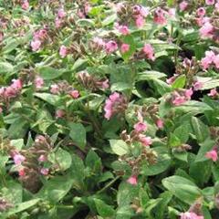 Plicník lékařský 'Pink Dawn' - Pulmonaria officinalis 'Pink Dawn'