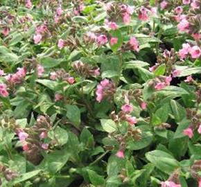 Plicník lékařský 'Pink Dawn'